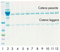 Si è condotta per 10 volte la purificazione di IgG umane da siero normale utilizzando una colonnina da centrifuga PROSEP-G rigenerata.
